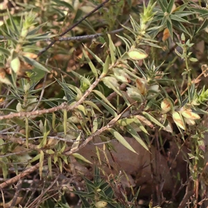 Melichrus urceolatus at Gundaroo, NSW - 20 Sep 2024