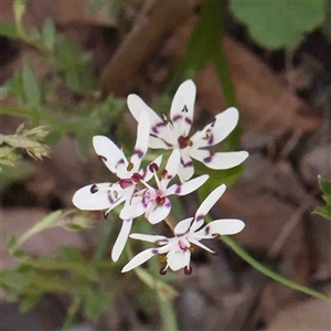 Wurmbea dioica subsp. dioica at Gundaroo, NSW - 20 Sep 2024