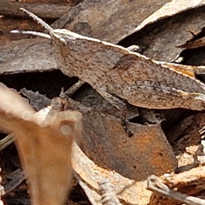 Goniaea australasiae at Boorowa, NSW - 21 Sep 2024