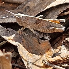 Goniaea australasiae at Boorowa, NSW - 21 Sep 2024 02:21 PM