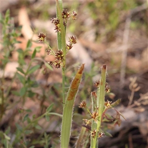 Luzula meridionalis at Gundaroo, NSW - 20 Sep 2024