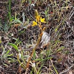 Bulbine bulbosa at Weetangera, ACT - 21 Sep 2024