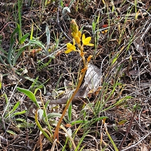 Bulbine bulbosa at Weetangera, ACT - 21 Sep 2024