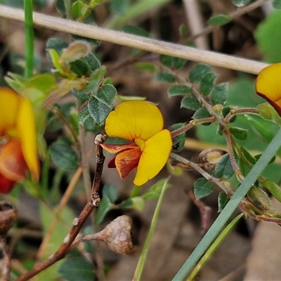 Bossiaea buxifolia (Matted Bossiaea) at Boorowa, NSW - 21 Sep 2024 by trevorpreston