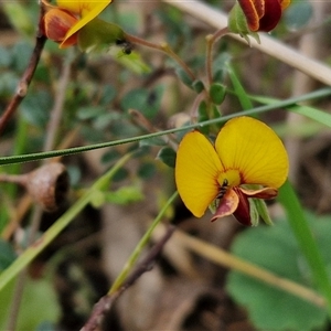 Bossiaea buxifolia at Boorowa, NSW - 21 Sep 2024