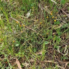 Bossiaea buxifolia at Boorowa, NSW - 21 Sep 2024