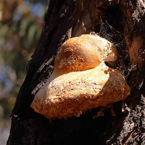 Laetiporus portentosus at Gundaroo, NSW - 20 Sep 2024