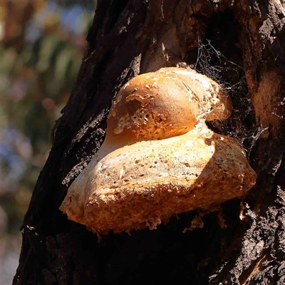 Laetiporus portentosus (White Punk) at Gundaroo, NSW - 20 Sep 2024 by ConBoekel