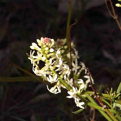 Stackhousia monogyna (Creamy Candles) at Gundaroo, NSW - 20 Sep 2024 by ConBoekel