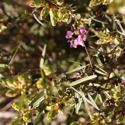 Glycine clandestina (Twining Glycine) at Gundaroo, NSW - 20 Sep 2024 by ConBoekel