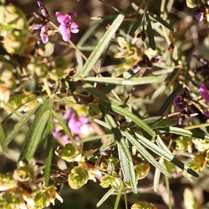 Glycine clandestina at Gundaroo, NSW - 20 Sep 2024 11:37 AM