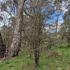 Crataegus monogyna at Boorowa, NSW - 21 Sep 2024