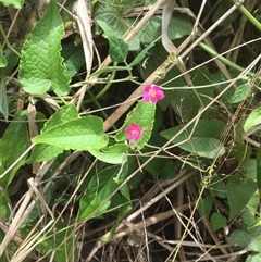 Antigonon leptopus (coral berry) at Portsmith, QLD - 21 Sep 2024 by JasonPStewartNMsnc2016