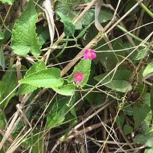 Antigonon leptopus (coral berry) at Portsmith, QLD by Jase