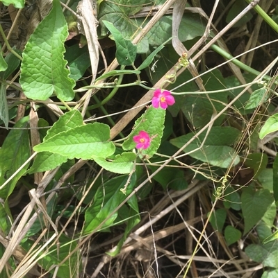 Antigonon leptopus (coral berry) at Portsmith, QLD - 21 Sep 2024 by Jase