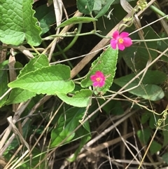 Antigonon leptopus at suppressed - 21 Sep 2024