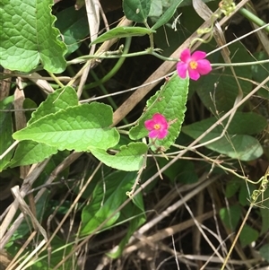 Antigonon leptopus at suppressed - 21 Sep 2024