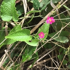 Antigonon leptopus at suppressed - suppressed