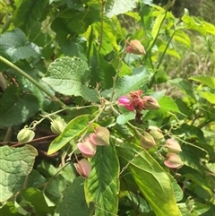 Antigonon leptopus at suppressed - suppressed