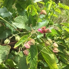 Antigonon leptopus at suppressed - 21 Sep 2024