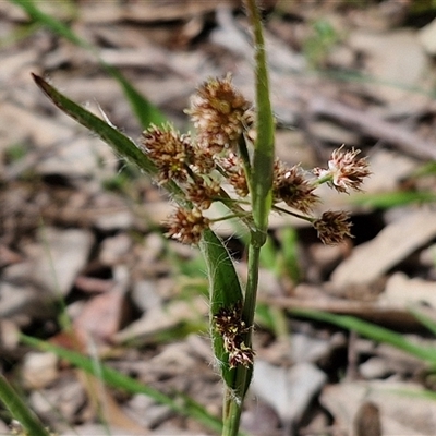 Luzula meridionalis (Common Woodrush) at Boorowa, NSW - 21 Sep 2024 by trevorpreston