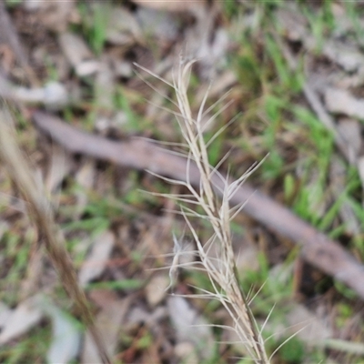 Aristida ramosa (Purple Wire Grass) at Boorowa, NSW - 21 Sep 2024 by trevorpreston