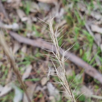 Aristida ramosa (Purple Wire Grass) at Boorowa, NSW - 21 Sep 2024 by trevorpreston