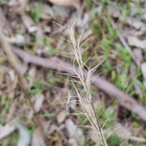 Aristida ramosa at Boorowa, NSW - 21 Sep 2024 01:46 PM