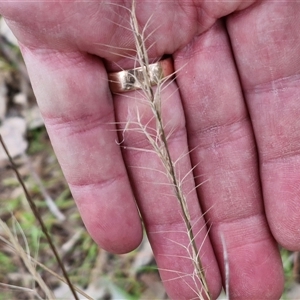 Aristida ramosa at Boorowa, NSW - 21 Sep 2024