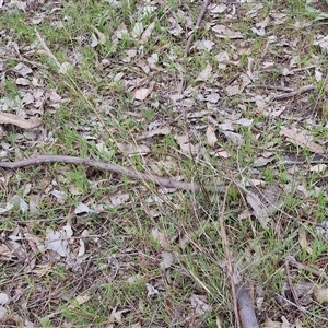 Aristida ramosa at Boorowa, NSW - 21 Sep 2024 01:46 PM