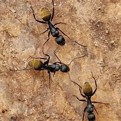 Camponotus aeneopilosus (A Golden-tailed sugar ant) at Boorowa, NSW - 21 Sep 2024 by trevorpreston