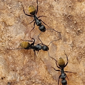 Camponotus aeneopilosus at Boorowa, NSW - 21 Sep 2024