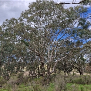 Eucalyptus melliodora at Boorowa, NSW - 21 Sep 2024 01:42 PM