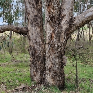 Eucalyptus melliodora at Boorowa, NSW - 21 Sep 2024 01:42 PM