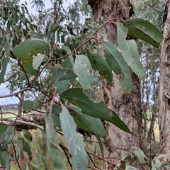 Eucalyptus melliodora at Boorowa, NSW - 21 Sep 2024 01:42 PM