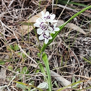 Wurmbea dioica subsp. dioica at Weetangera, ACT - 21 Sep 2024