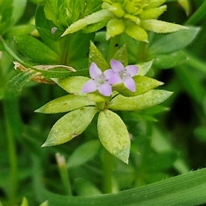 Sherardia arvensis at Boorowa, NSW - 21 Sep 2024