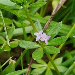 Sherardia arvensis at Boorowa, NSW - 21 Sep 2024