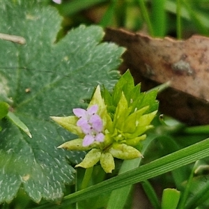 Sherardia arvensis at Boorowa, NSW - 21 Sep 2024