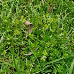 Sherardia arvensis at Boorowa, NSW - 21 Sep 2024