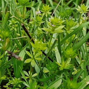 Sherardia arvensis at Boorowa, NSW - 21 Sep 2024