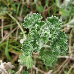 Marrubium vulgare (Horehound) at Boorowa, NSW - 21 Sep 2024 by trevorpreston