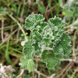 Marrubium vulgare at Boorowa, NSW - 21 Sep 2024