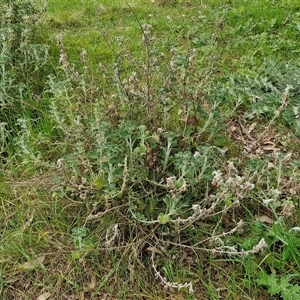 Marrubium vulgare at Boorowa, NSW - 21 Sep 2024 01:33 PM