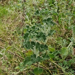 Marrubium vulgare at Boorowa, NSW - 21 Sep 2024 01:33 PM