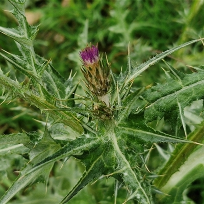 Carduus pycnocephalus (Slender Thistle) at Boorowa, NSW - 21 Sep 2024 by trevorpreston