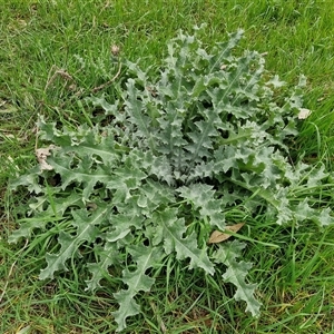 Onopordum acanthium at Boorowa, NSW - 21 Sep 2024