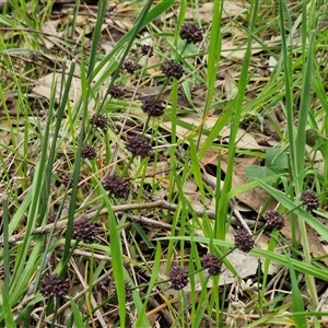 Lomandra multiflora at Boorowa, NSW - 21 Sep 2024 01:29 PM