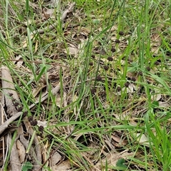 Lomandra multiflora at Boorowa, NSW - 21 Sep 2024 01:29 PM