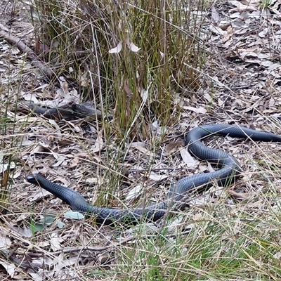 Pseudechis porphyriacus (Red-bellied Black Snake) at Boorowa, NSW - 21 Sep 2024 by trevorpreston